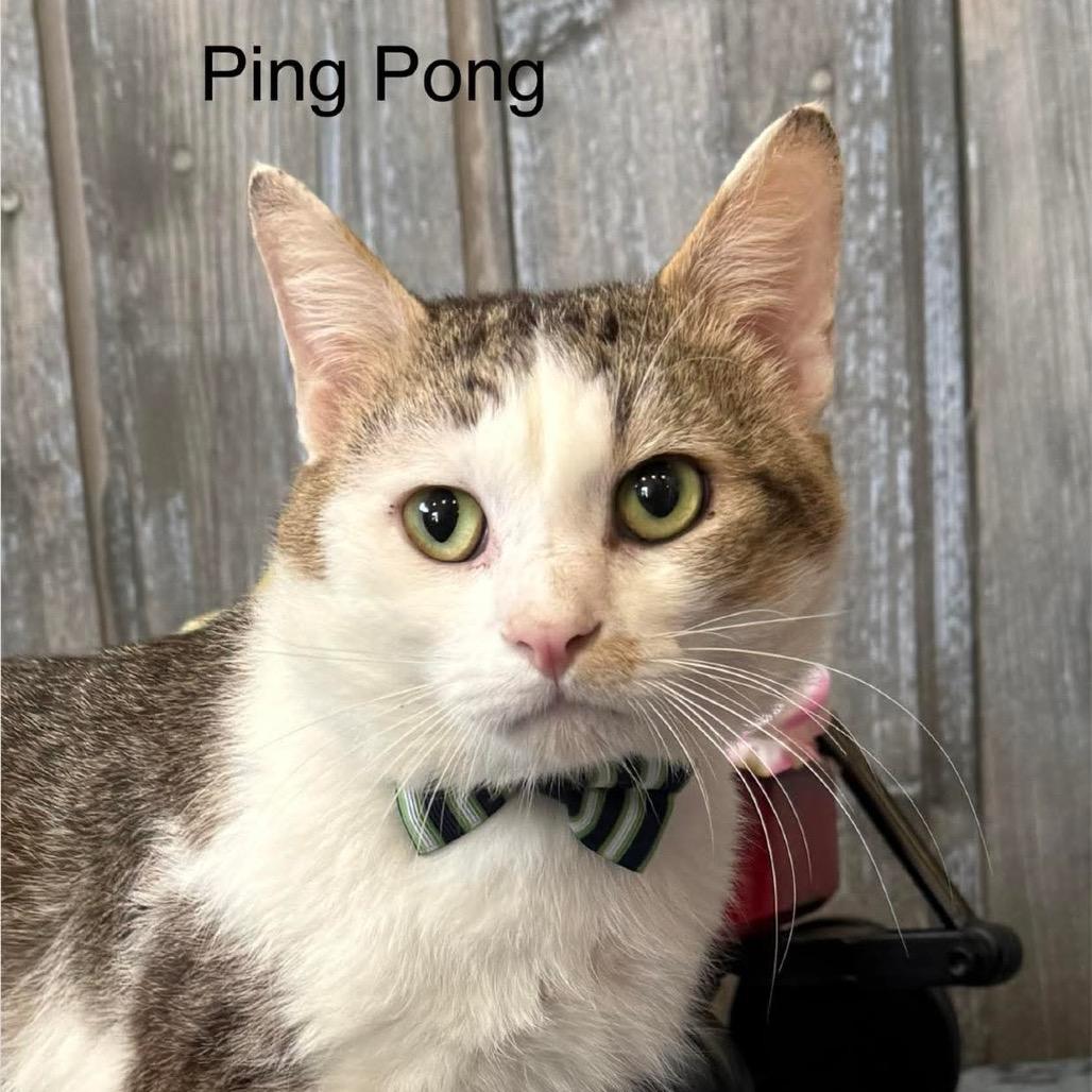 Ping Pong, Adoptable, Senior Male Domestic Short Hair.