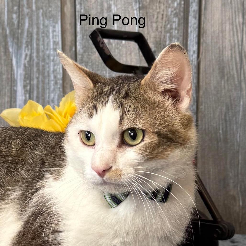 Ping Pong, a Adoptable Domestic Short Hair in Parkersburg, WV image 2/6