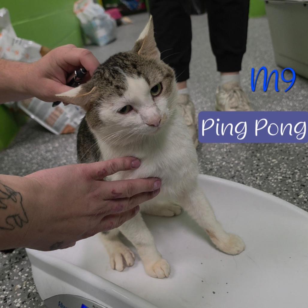 Ping Pong, a Adoptable Domestic Short Hair in Parkersburg, WV image 3/6