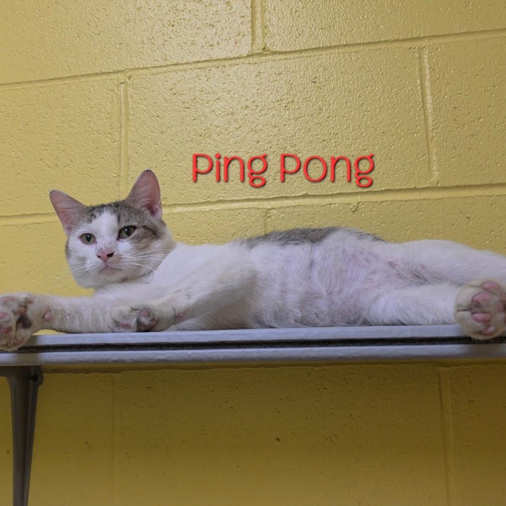 Ping Pong, a Adoptable Domestic Short Hair in Parkersburg, WV image 4/6