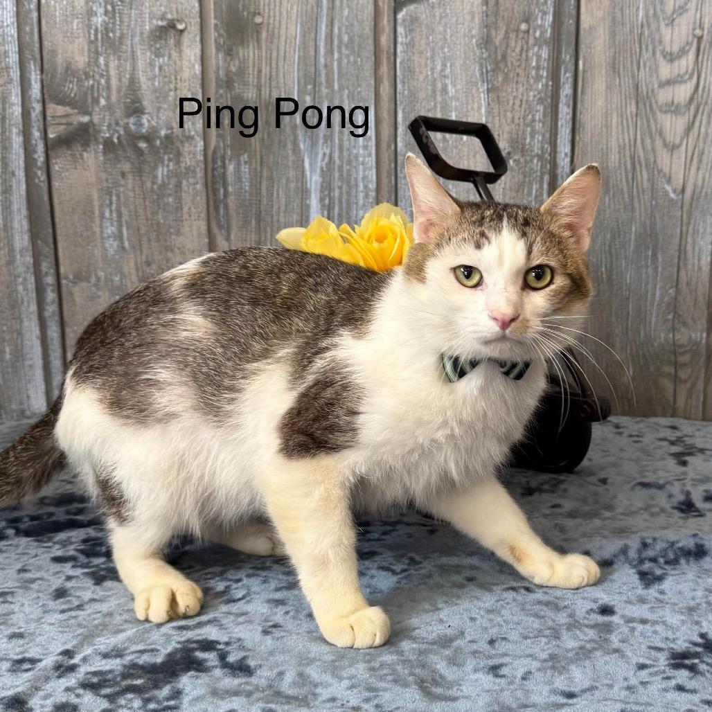 Ping Pong, a Adoptable Domestic Short Hair in Parkersburg, WV image 5/6