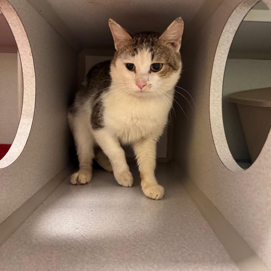 Ping Pong, a Adoptable Domestic Short Hair in Parkersburg, WV image 6/6