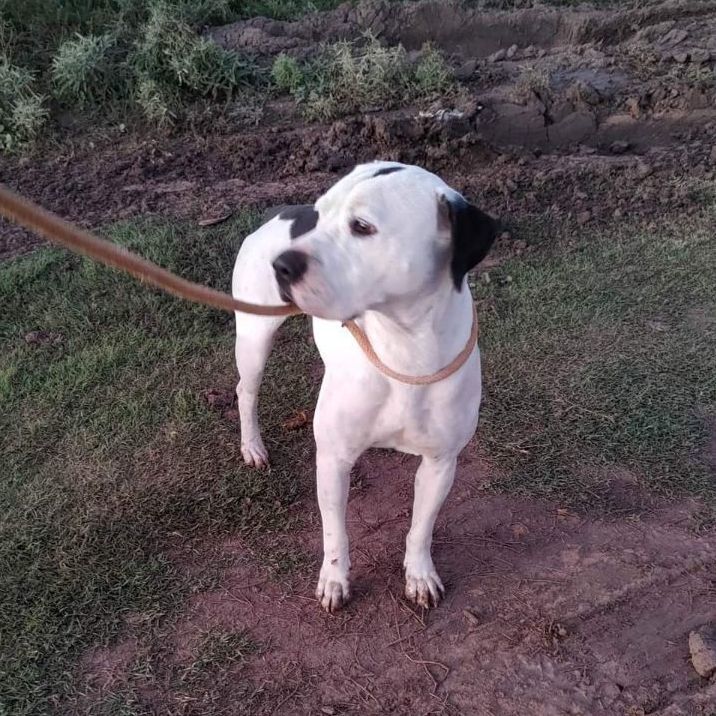 Stick, Adoptable, Adult Male Pit Bull Terrier.