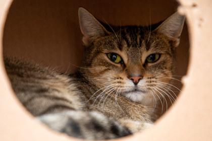 Enlarge Carrie, a Adoptable Domestic Short Hair in Maumee, OH image 1/3