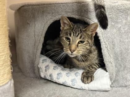 Enlarge Carrie, a Adoptable Domestic Short Hair in Maumee, OH image 2/3