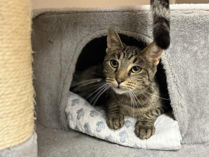 Enlarge Carrie, a Adoptable Domestic Short Hair in Maumee, OH image 3/3