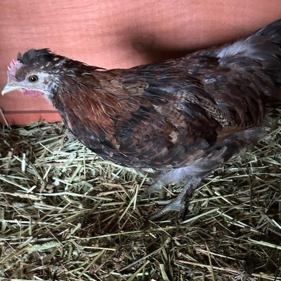 Enlarge Junior (ID 50121), a Adoptable Chicken in Manassas, VA image 1/1