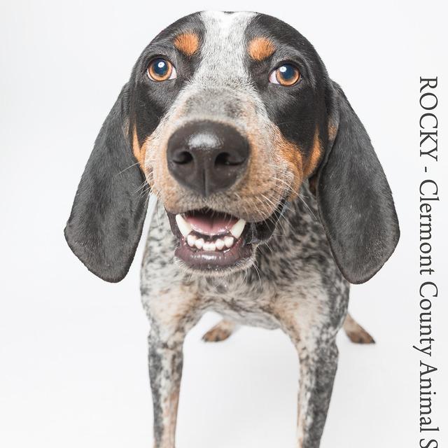 Rocky, Adoptable, Adult Male Bluetick Coonhound.