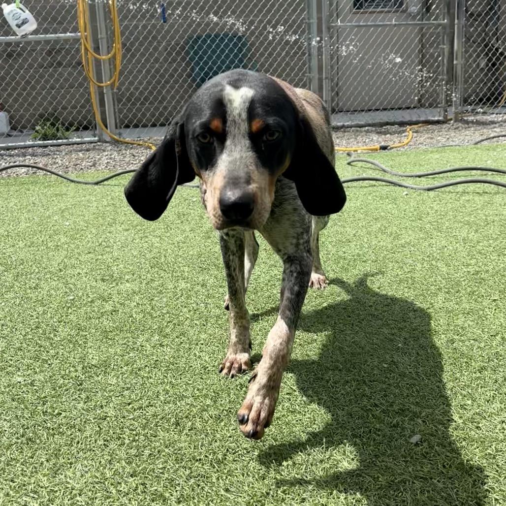 Rocky, a Adoptable Bluetick Coonhound in Batavia, OH image 2/6