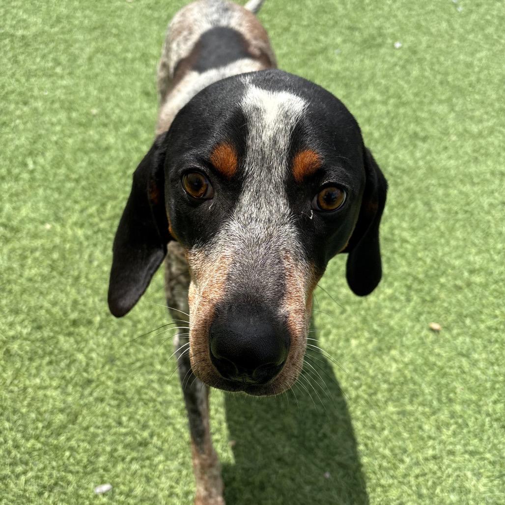 Rocky, a Adoptable Bluetick Coonhound in Batavia, OH image 3/6