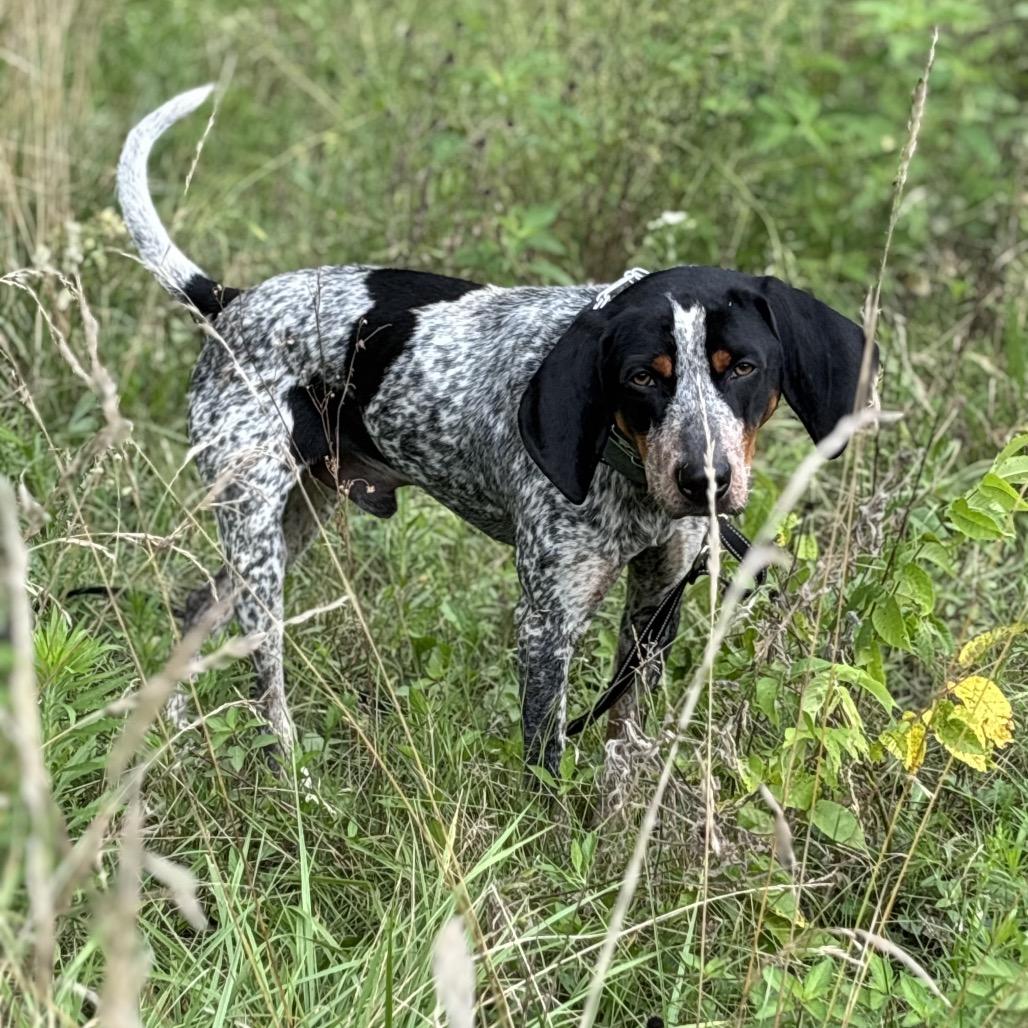 Rocky, a Adoptable Bluetick Coonhound in Batavia, OH image 4/6