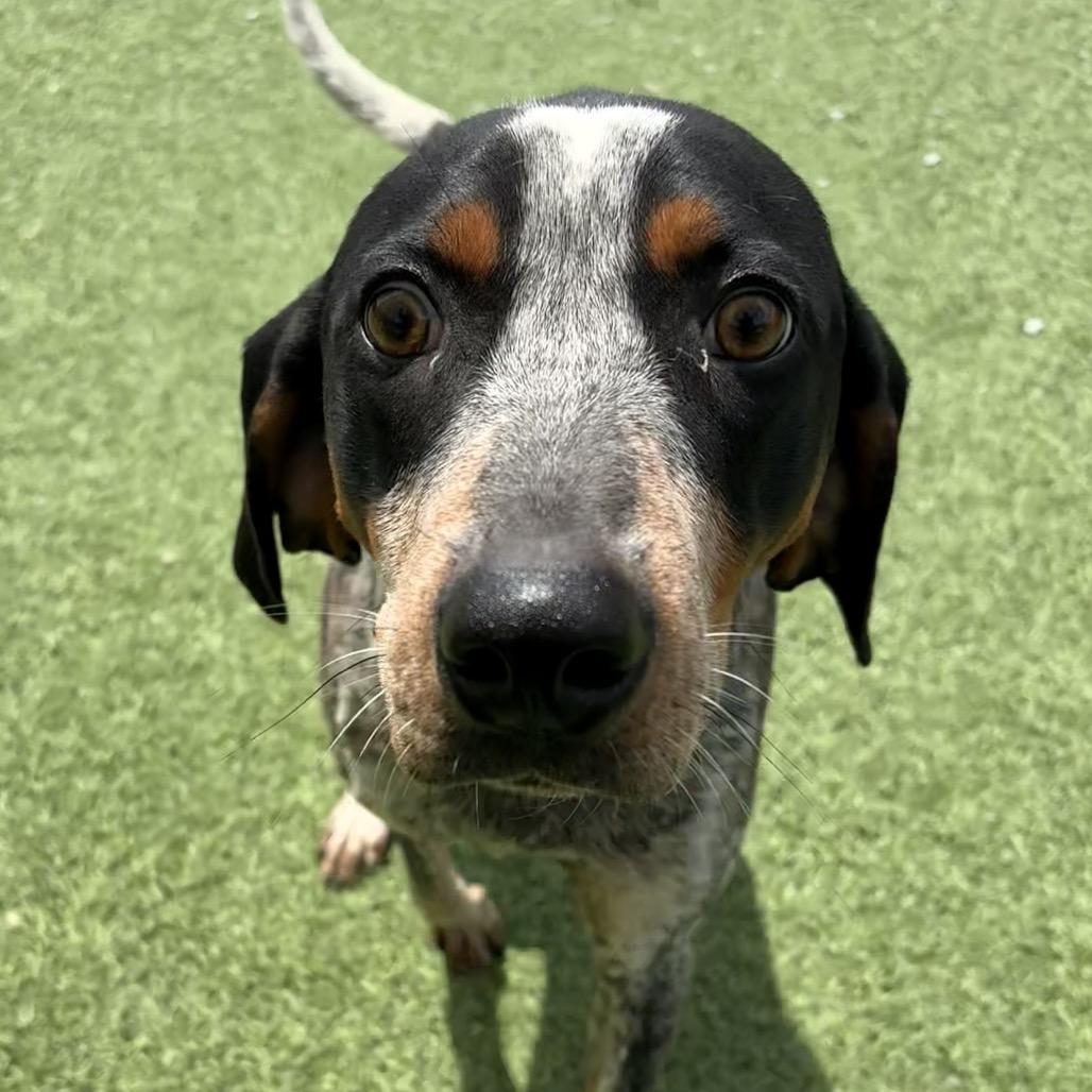 Rocky, a Adoptable Bluetick Coonhound in Batavia, OH image 5/6