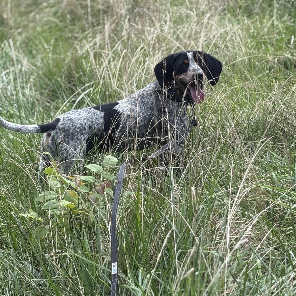 Rocky, a Adoptable Bluetick Coonhound in Batavia, OH image 6/6