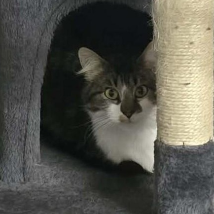 Enlarge Wisp, an adopted Domestic Long Hair in Mountain City, TN image 1/1