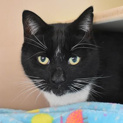 Enlarge Percy, a ADOPTABLE Domestic Short Hair in Flagstaff, AZ image 1/1