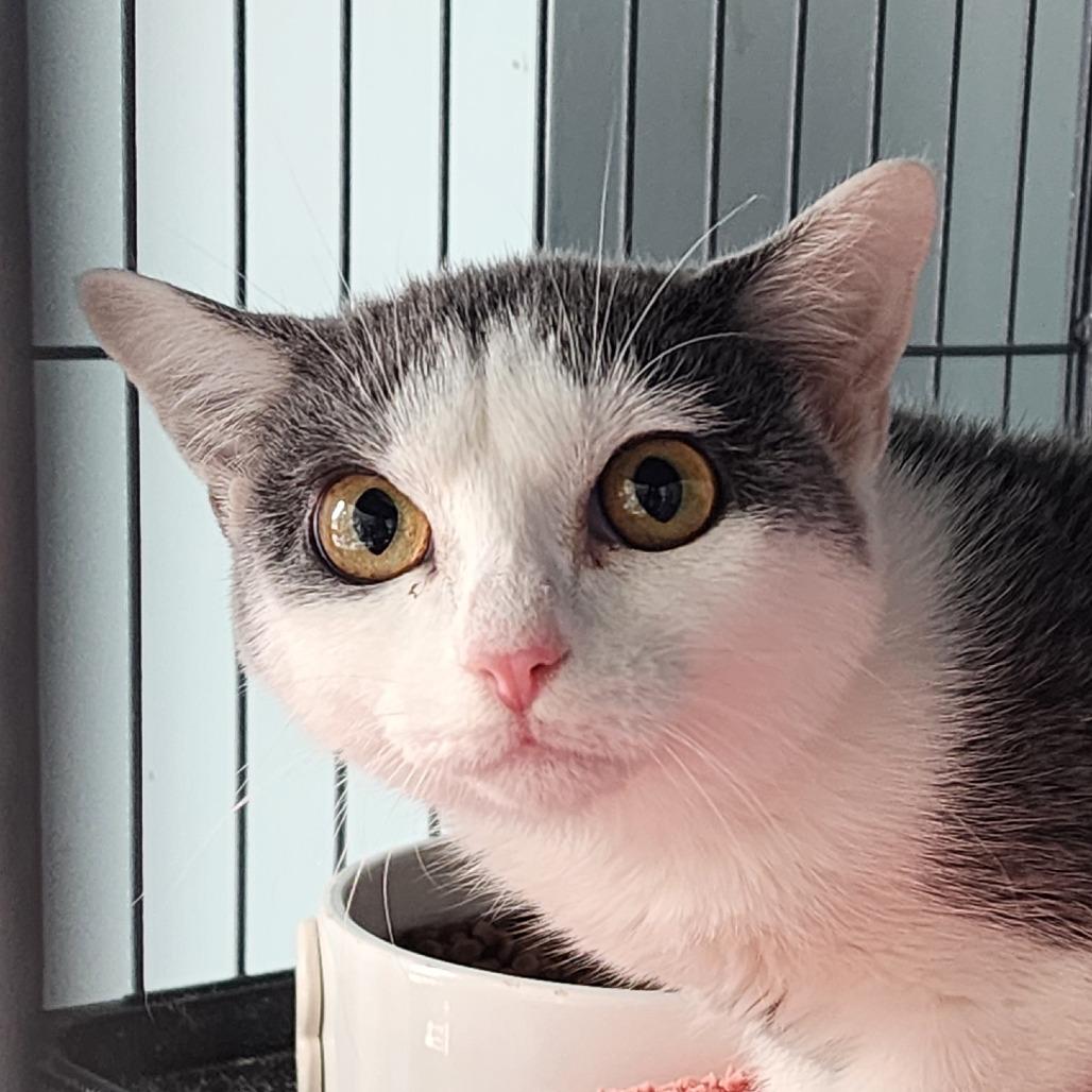 Periwinkle (26-1593), Adoptable, Kitten Female Domestic Short Hair.