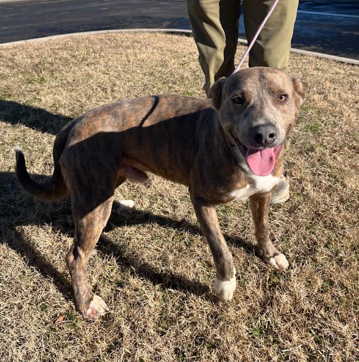 Enlarge Asher, a Adoptable mixed breed in Fayetteville, AR image 1/1
