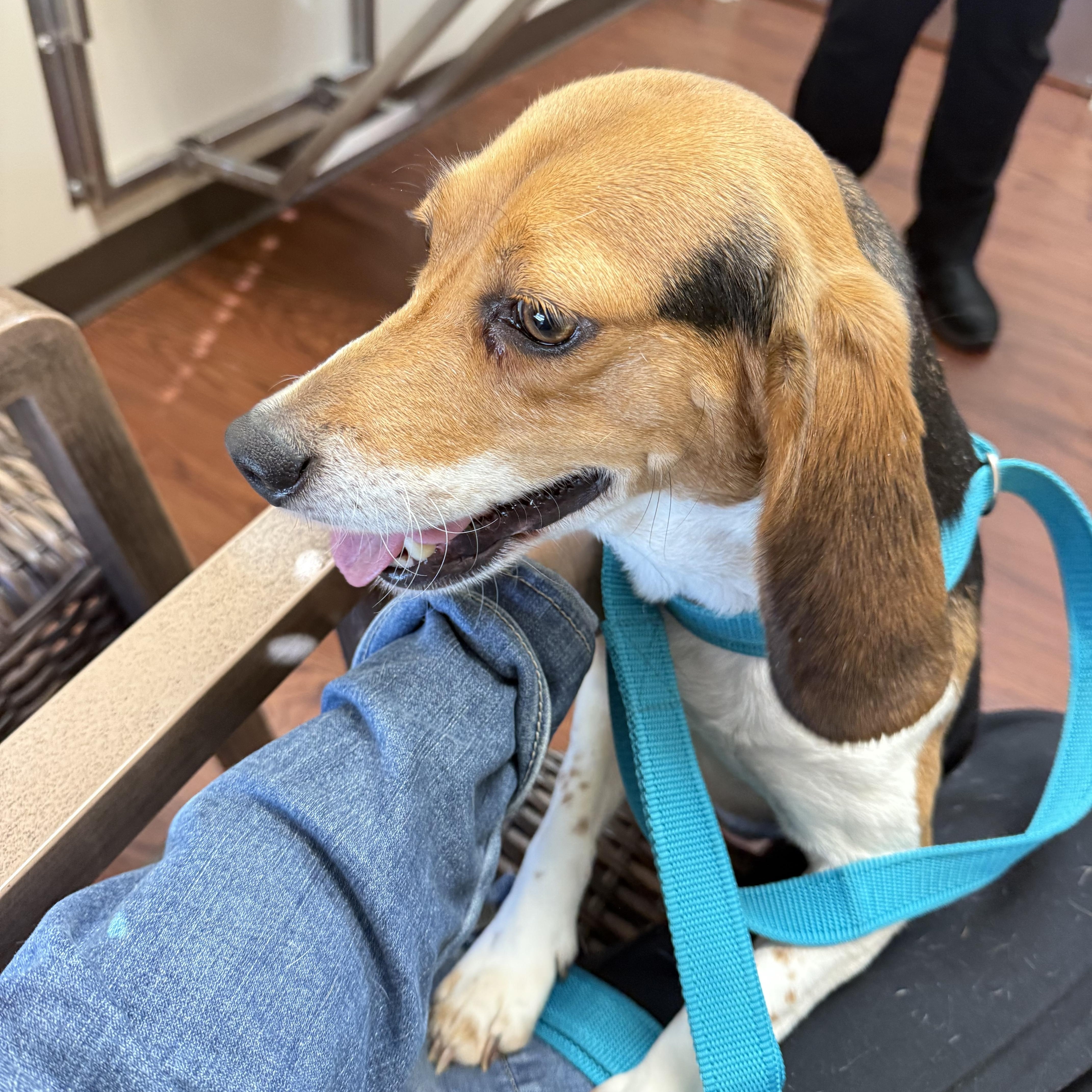 Enlarge Angel , a ADOPTABLE Beagle in Monroe, GA image 4/4