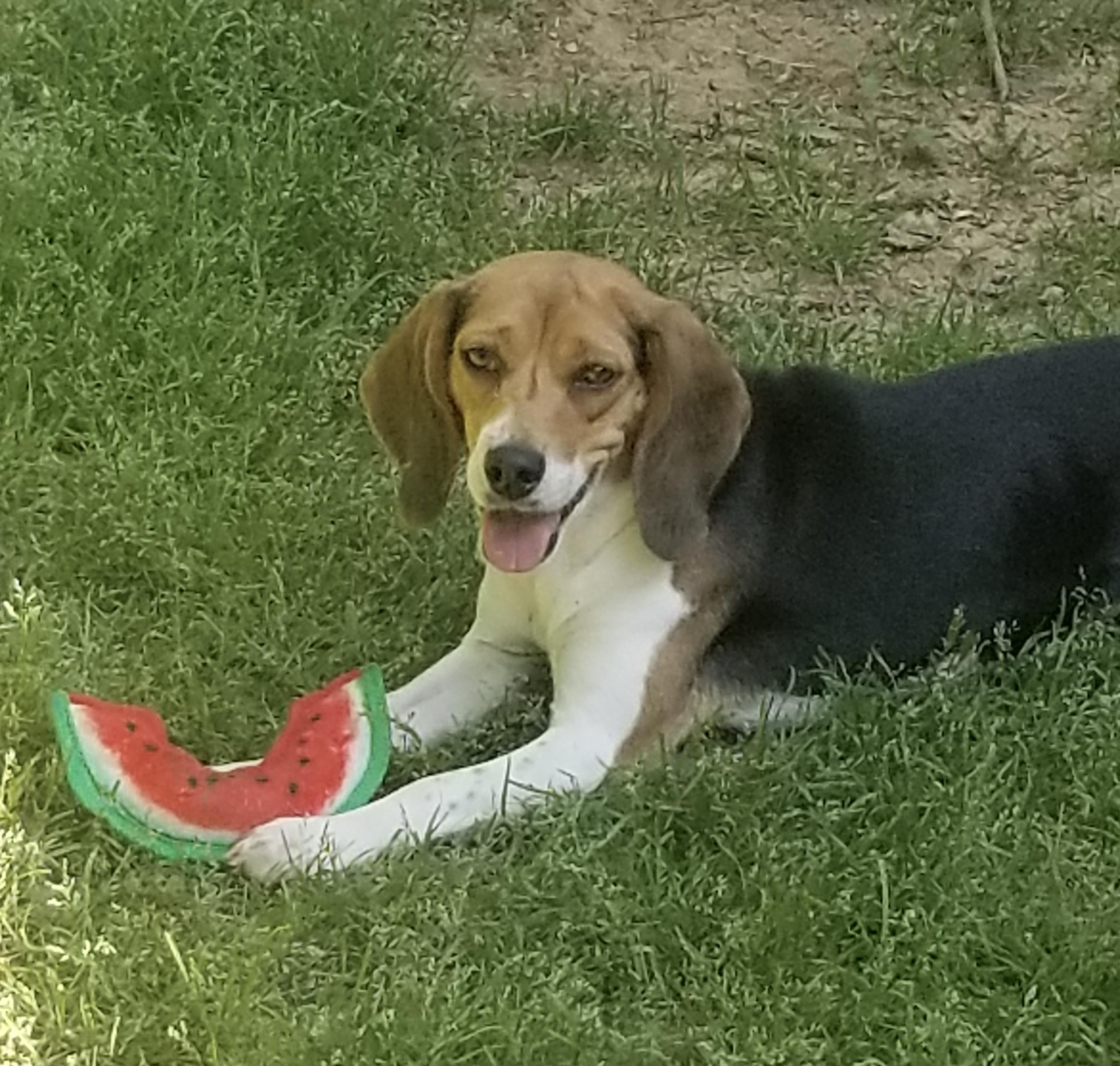 Angel , ADOPTABLE, Adult Female Beagle.