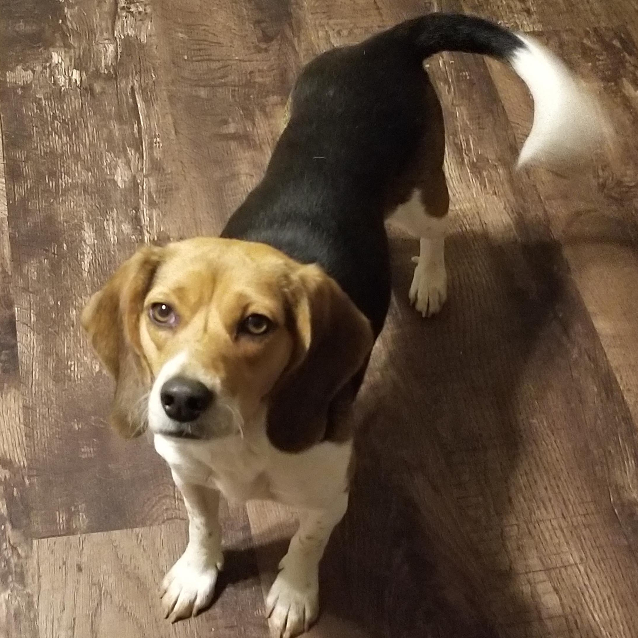 Enlarge Angel , a ADOPTABLE Beagle in Monroe, GA image 3/4
