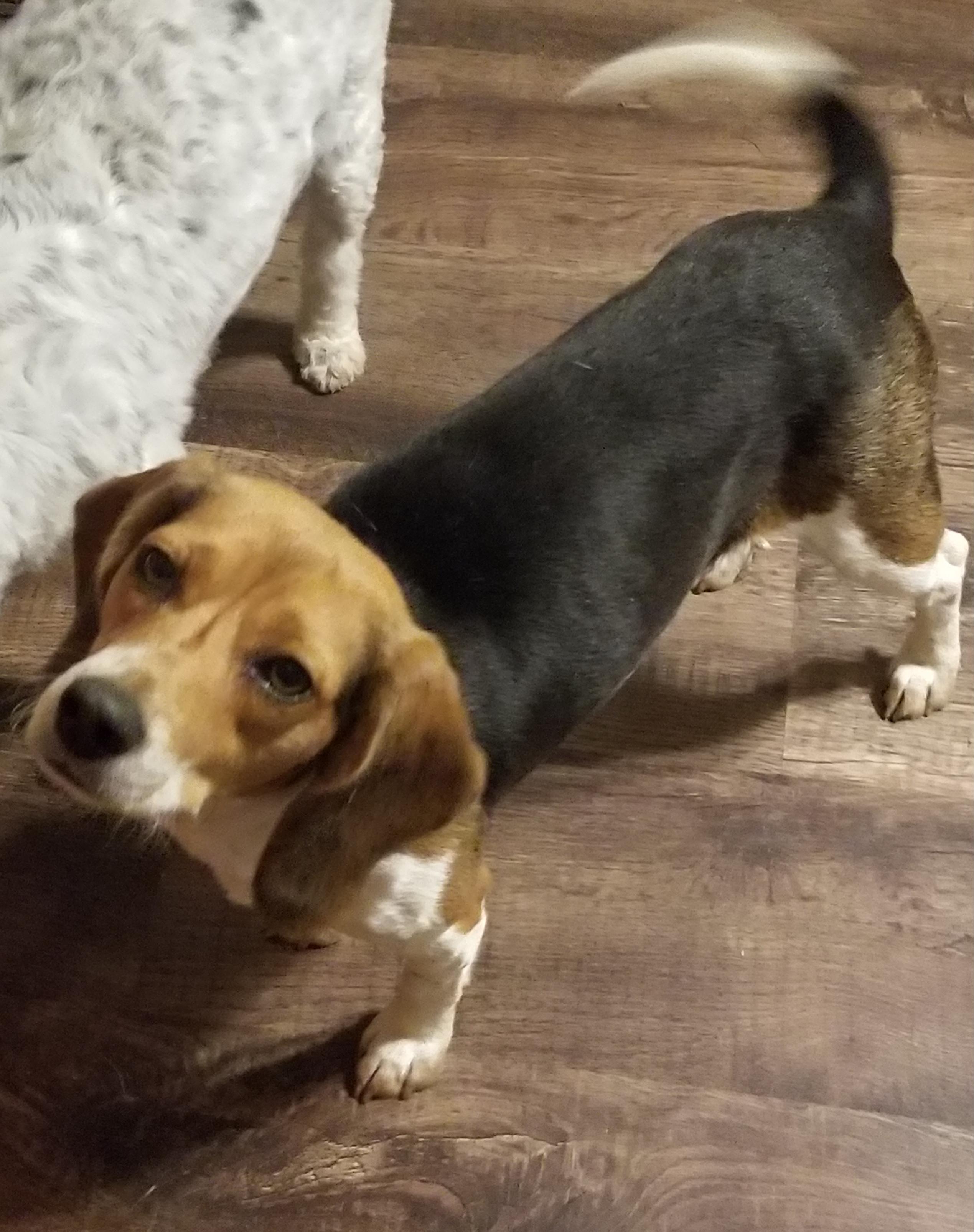 Enlarge Angel , a ADOPTABLE Beagle in Monroe, GA image 2/4