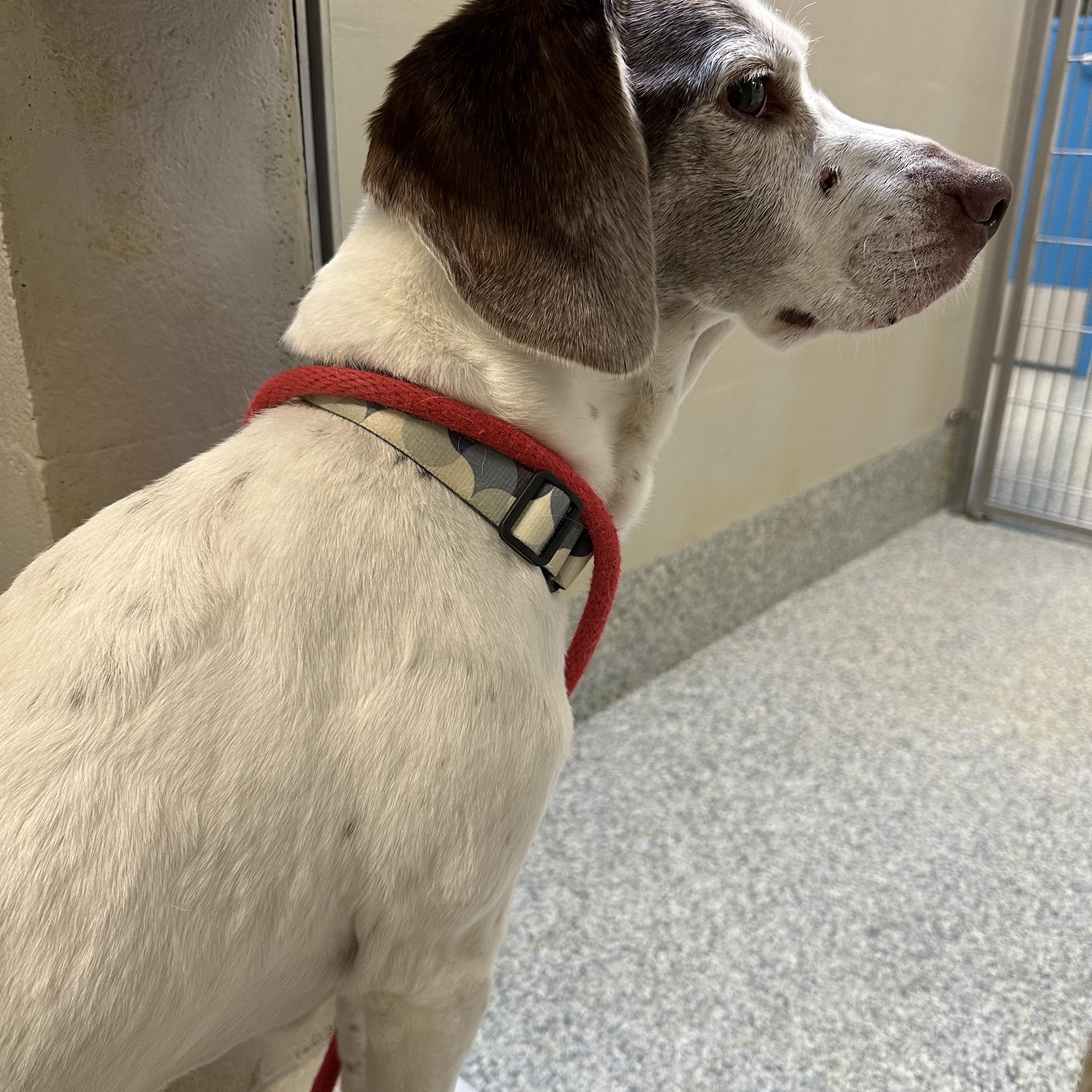 Enlarge Memo (ID 52259), a ADOPTABLE mixed breed in Manassas, VA image 5/6