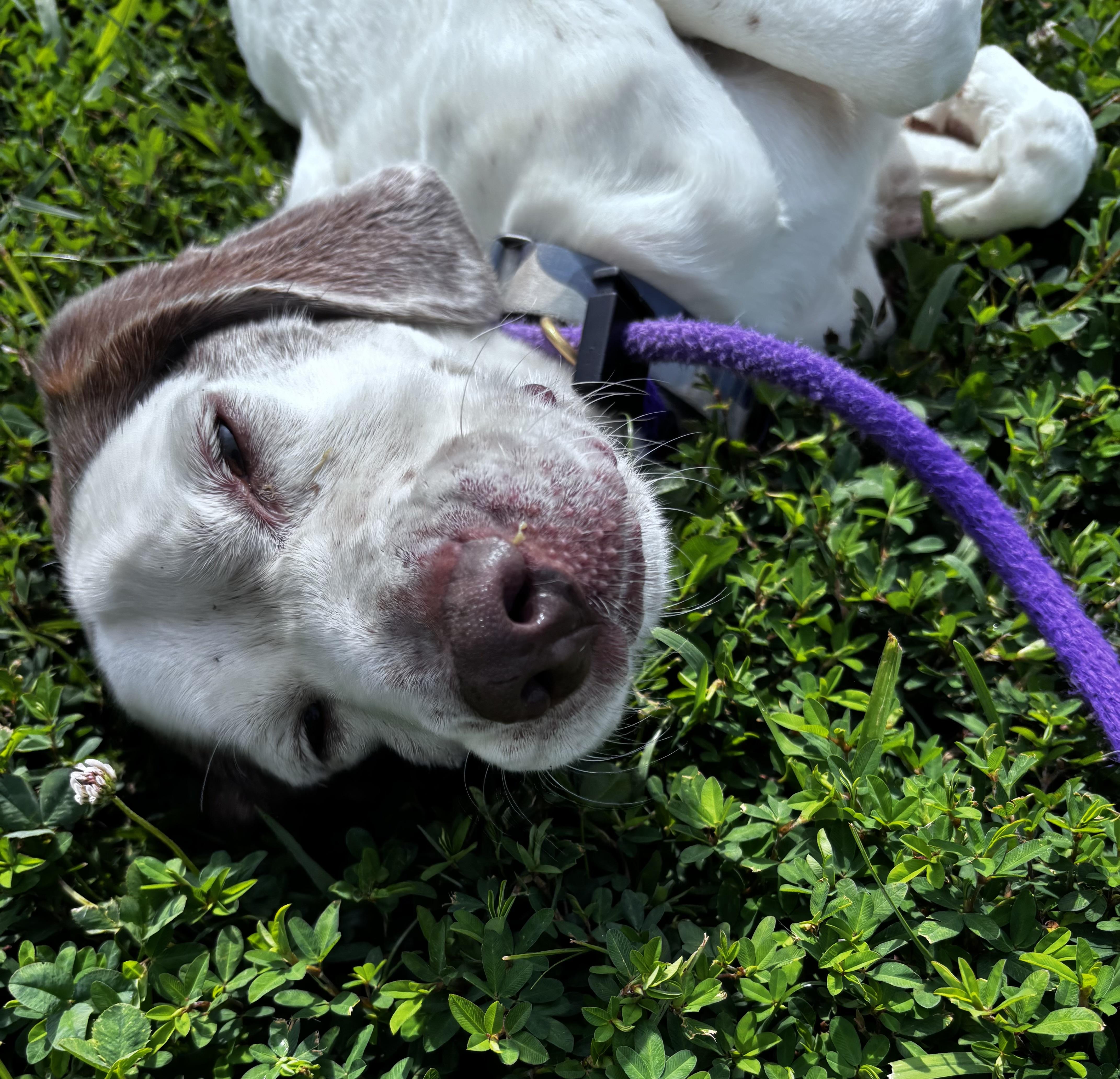 Enlarge Memo (ID 52259), a ADOPTABLE mixed breed in Manassas, VA image 6/6