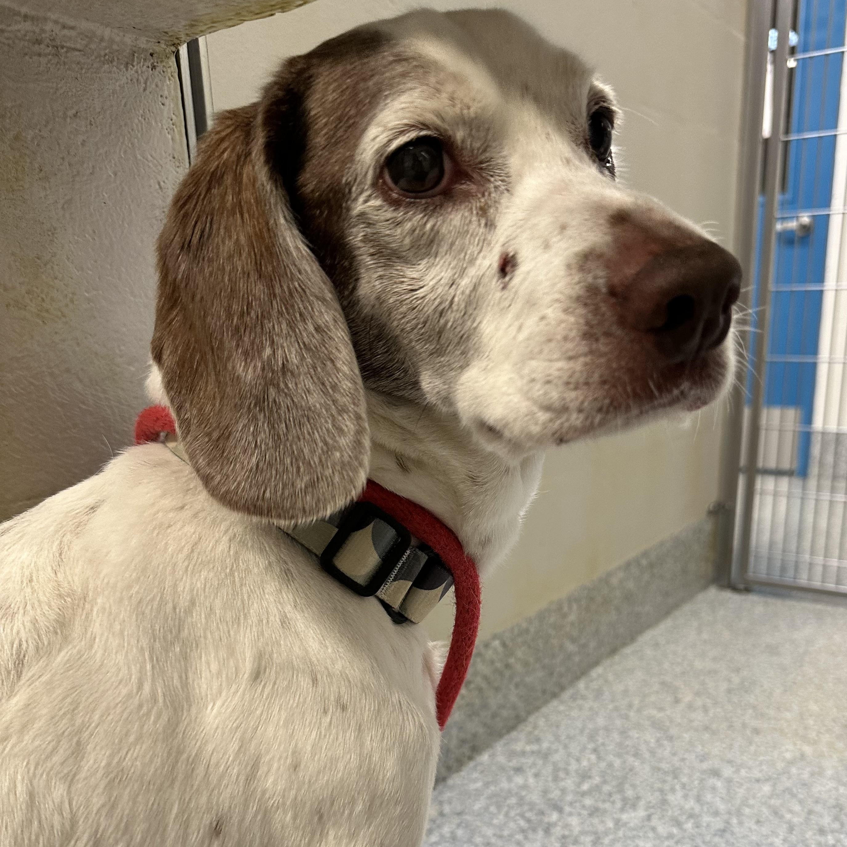 Enlarge Memo (ID 52259), a ADOPTABLE mixed breed in Manassas, VA image 2/6