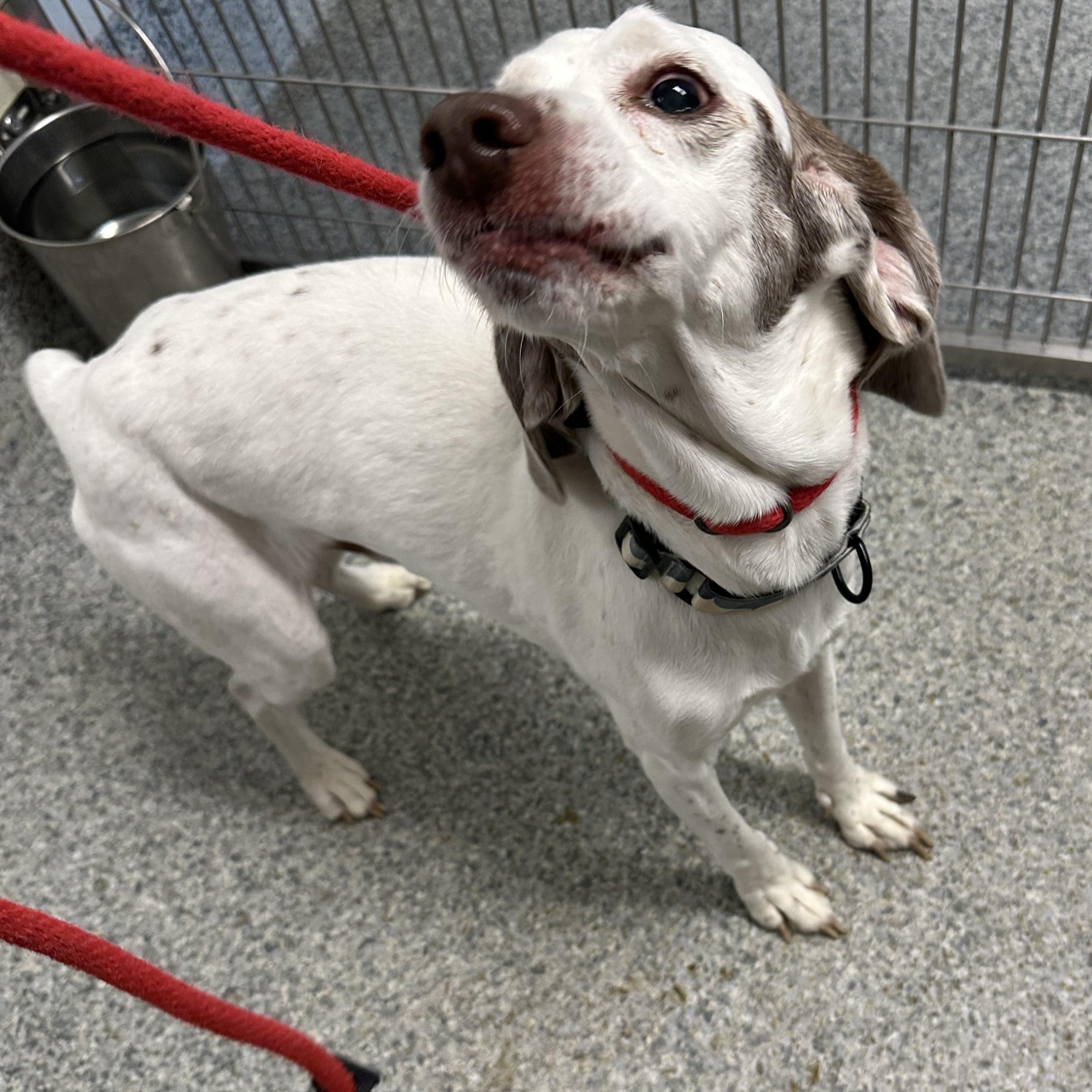 Enlarge Memo (ID 52259), a ADOPTABLE mixed breed in Manassas, VA image 4/6
