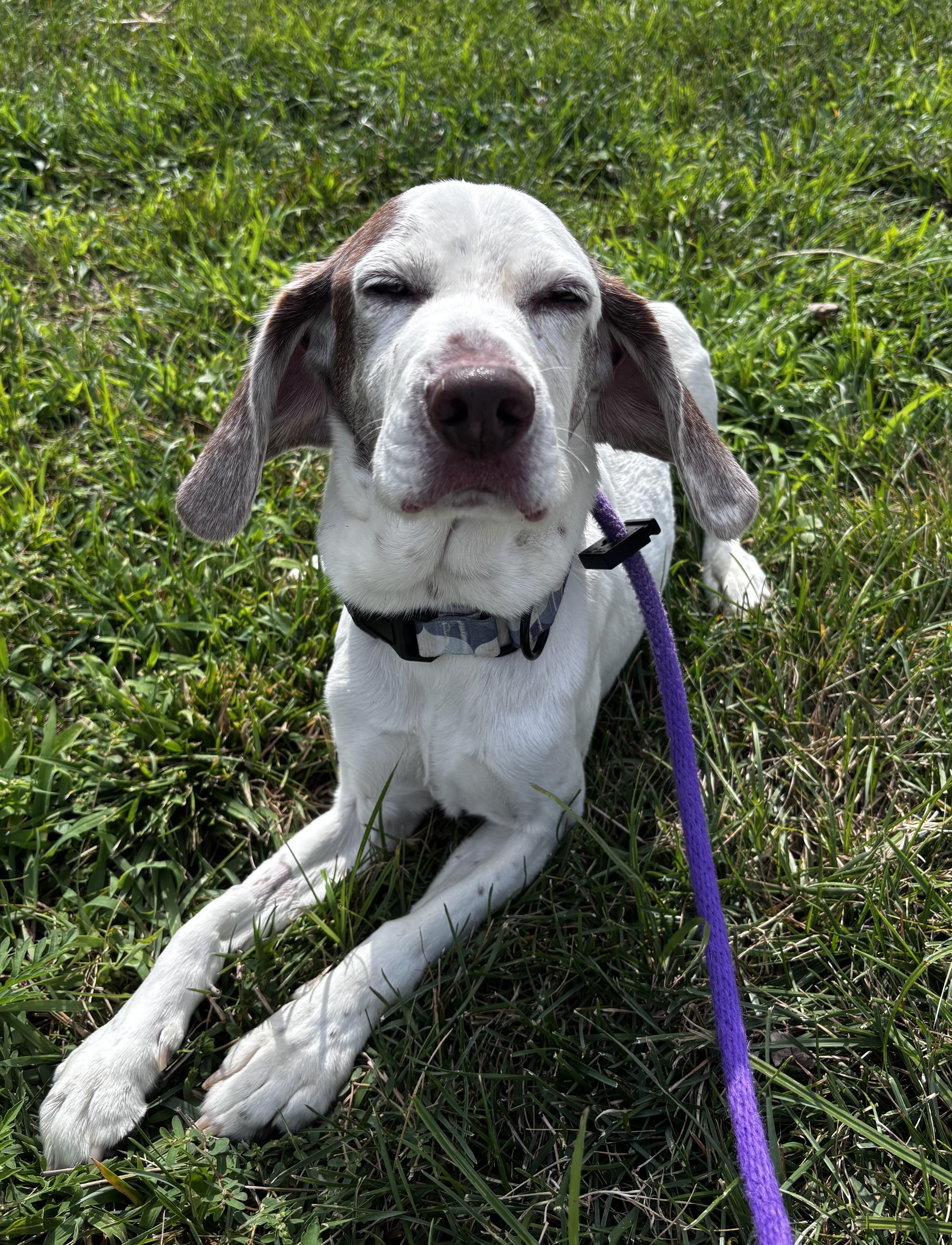 Enlarge Memo (ID 52259), a ADOPTABLE mixed breed in Manassas, VA image 1/6