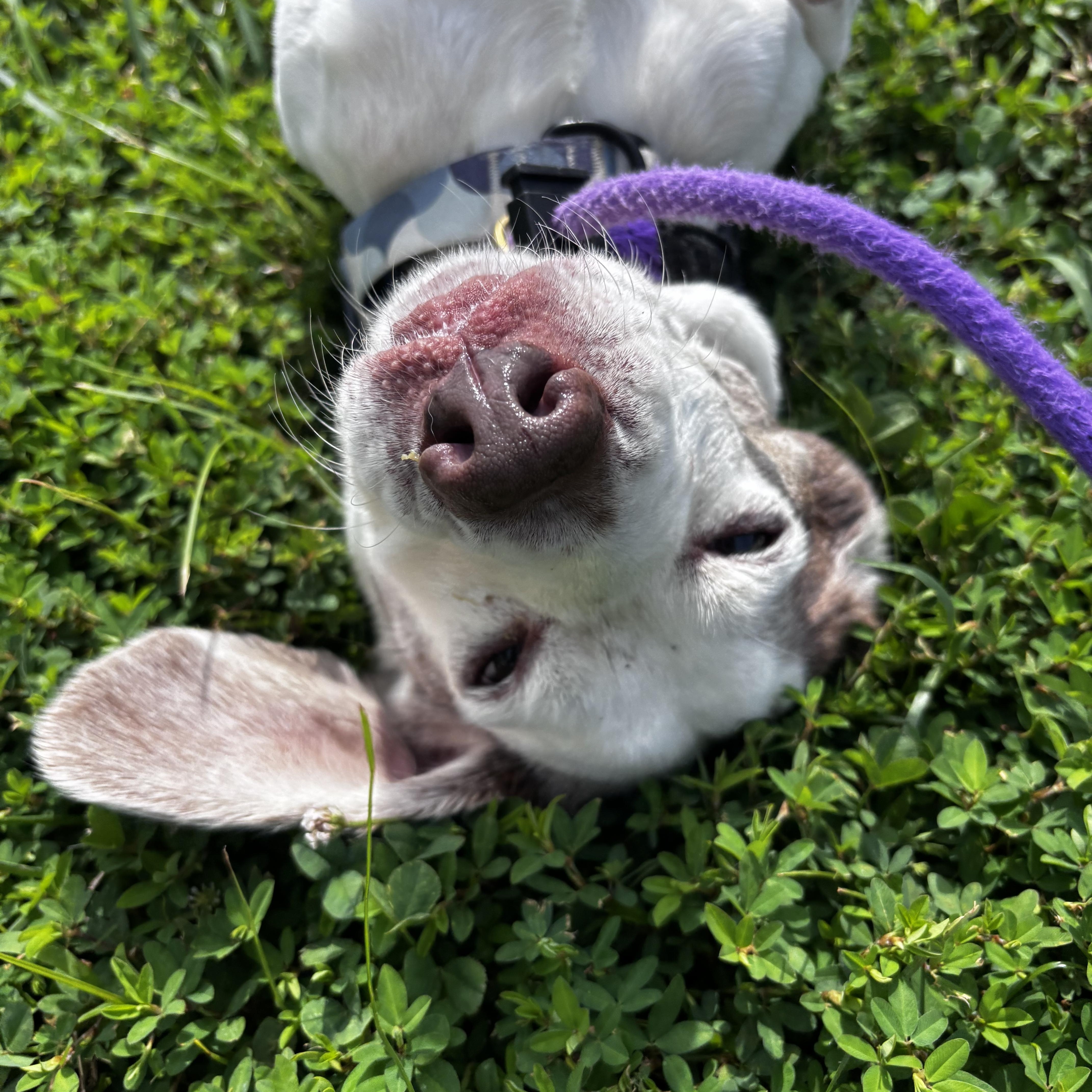 Enlarge Memo (ID 52259), a ADOPTABLE mixed breed in Manassas, VA image 3/6