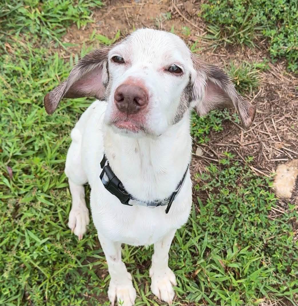 Enlarge Memo (ID 52259), a Adoptable mixed breed in Manassas, VA image 3/6
