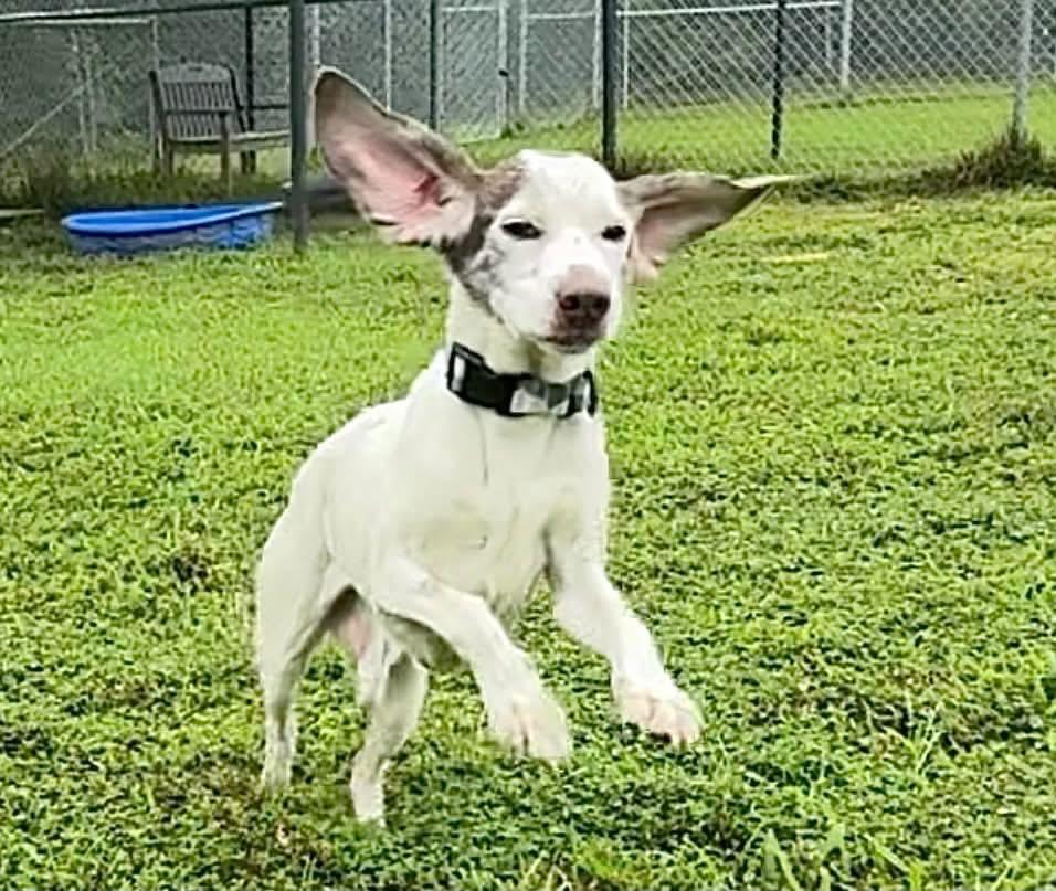 Enlarge Memo (ID 52259), a Adoptable mixed breed in Manassas, VA image 4/6