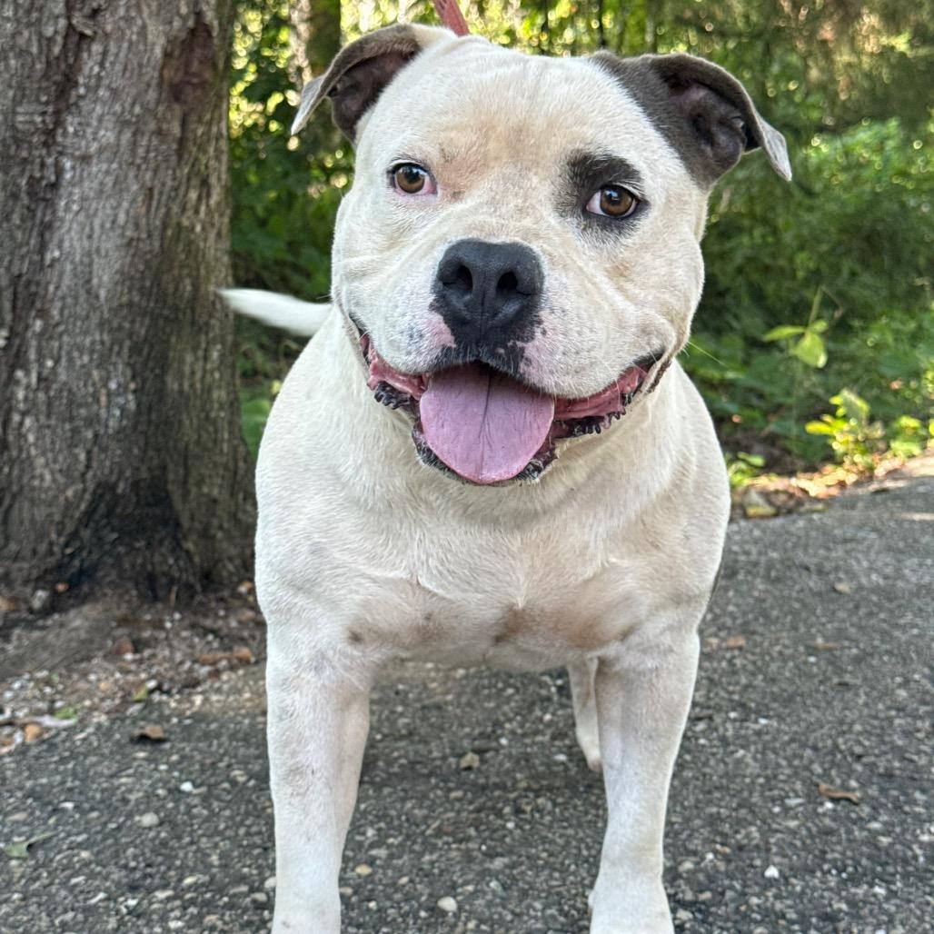 Meatwad, Adoptable, Adult Male Mixed Breed & Mixed Breed.