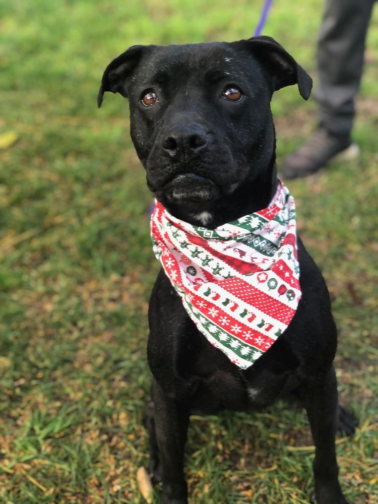 Enlarge Leia, a Adoptable Pit Bull Terrier in Ontario, CA image 1/4