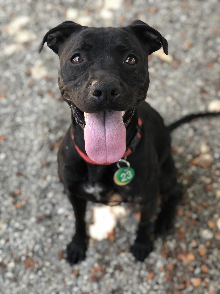 Enlarge Leia, a Adoptable Pit Bull Terrier in Ontario, CA image 2/4