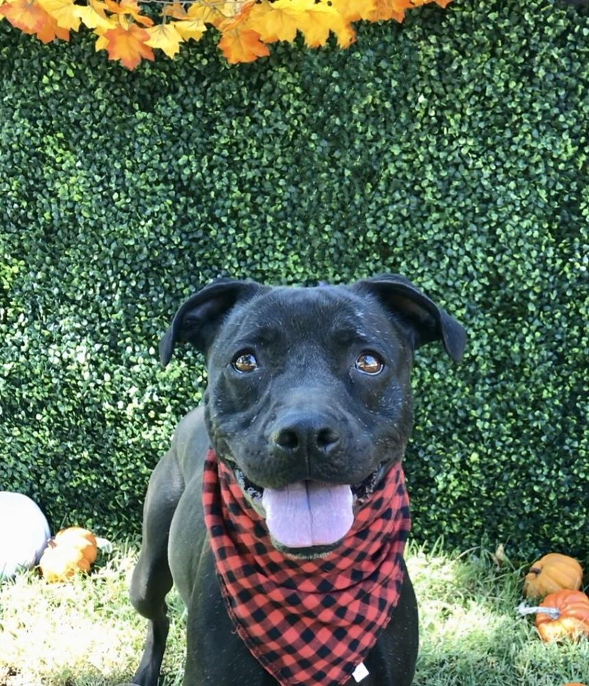 Enlarge Leia, a Adoptable Pit Bull Terrier in Ontario, CA image 3/4
