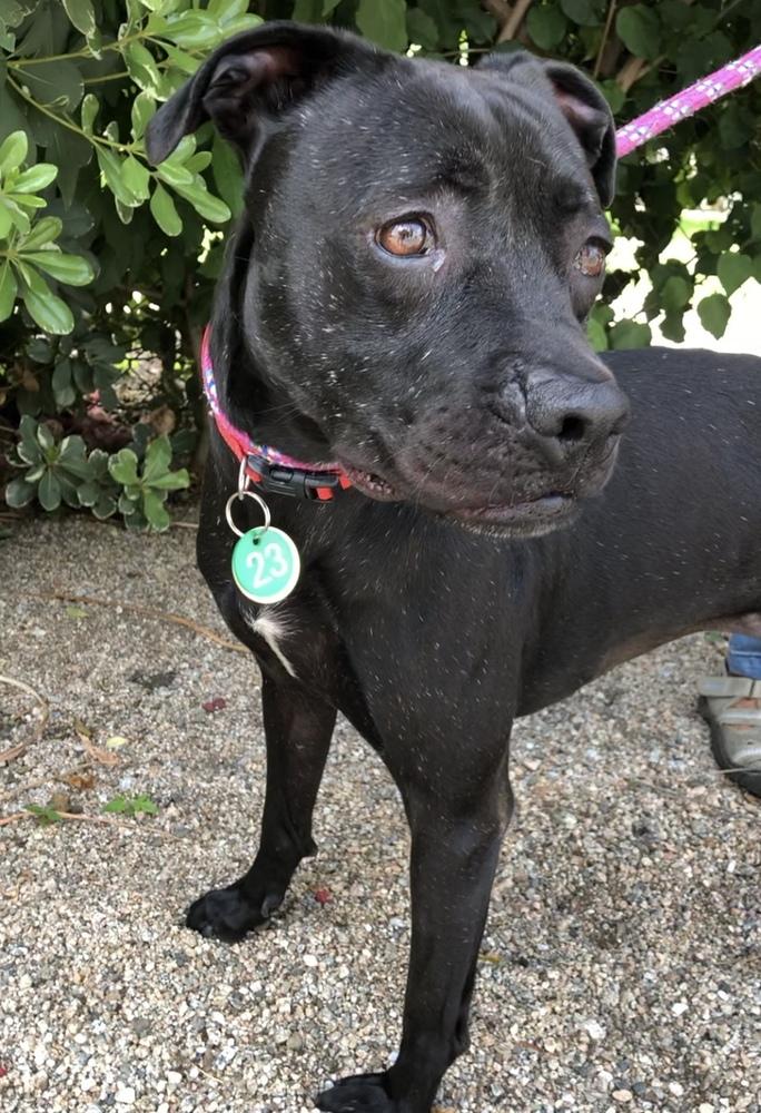 Enlarge Leia, a Adoptable Pit Bull Terrier in Ontario, CA image 4/4