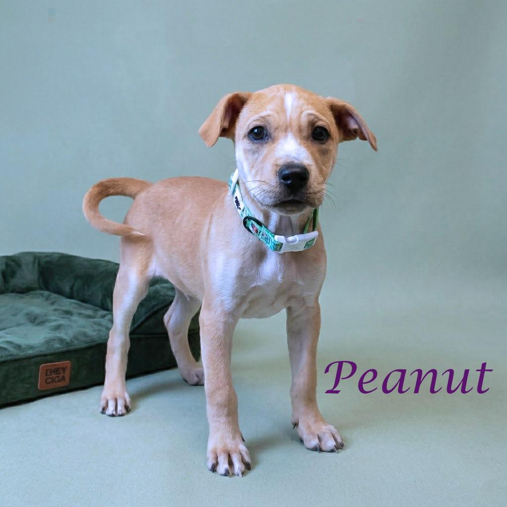 Enlarge Peanut D26-032, a Adoptable Mixed Breed in Lebanon, TN image 1/6