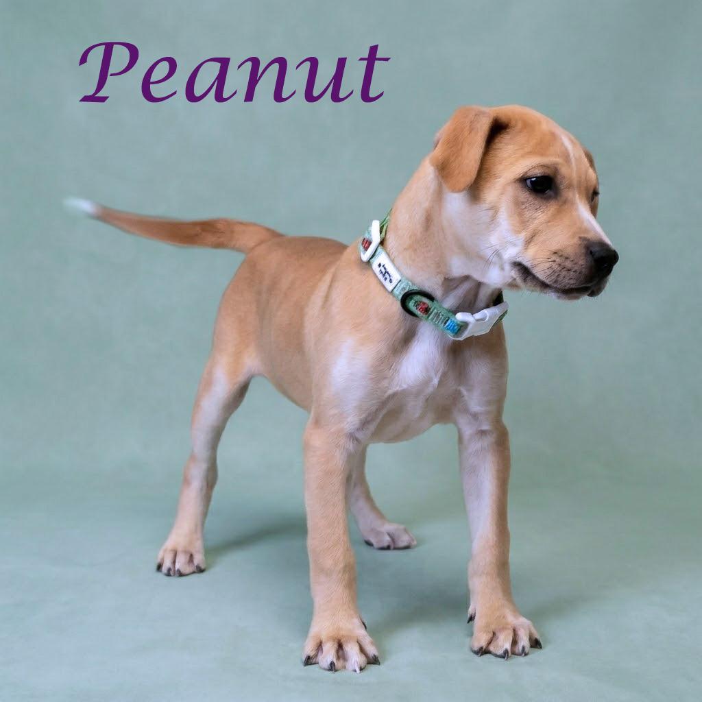 Enlarge Peanut D26-032, a Adoptable Mixed Breed in Lebanon, TN image 3/6