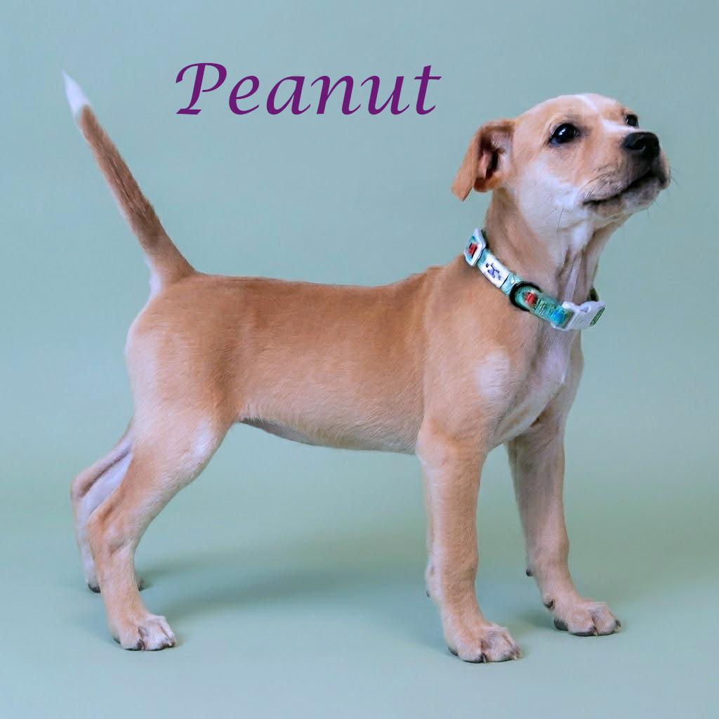 Enlarge Peanut D26-032, a Adoptable Mixed Breed in Lebanon, TN image 4/6
