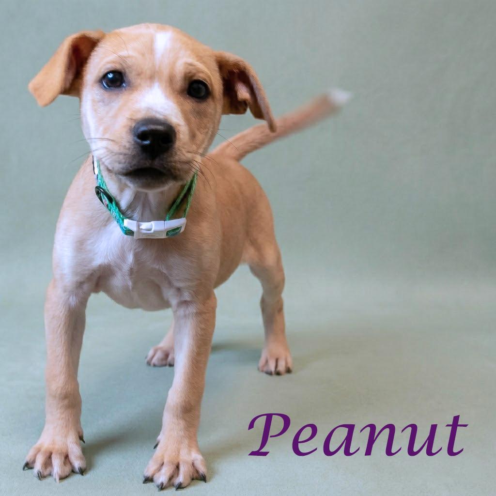 Enlarge Peanut D26-032, a Adoptable Mixed Breed in Lebanon, TN image 5/6