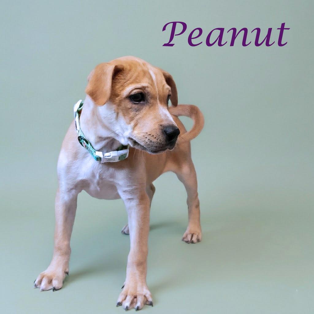 Enlarge Peanut D26-032, a Adoptable Mixed Breed in Lebanon, TN image 6/6