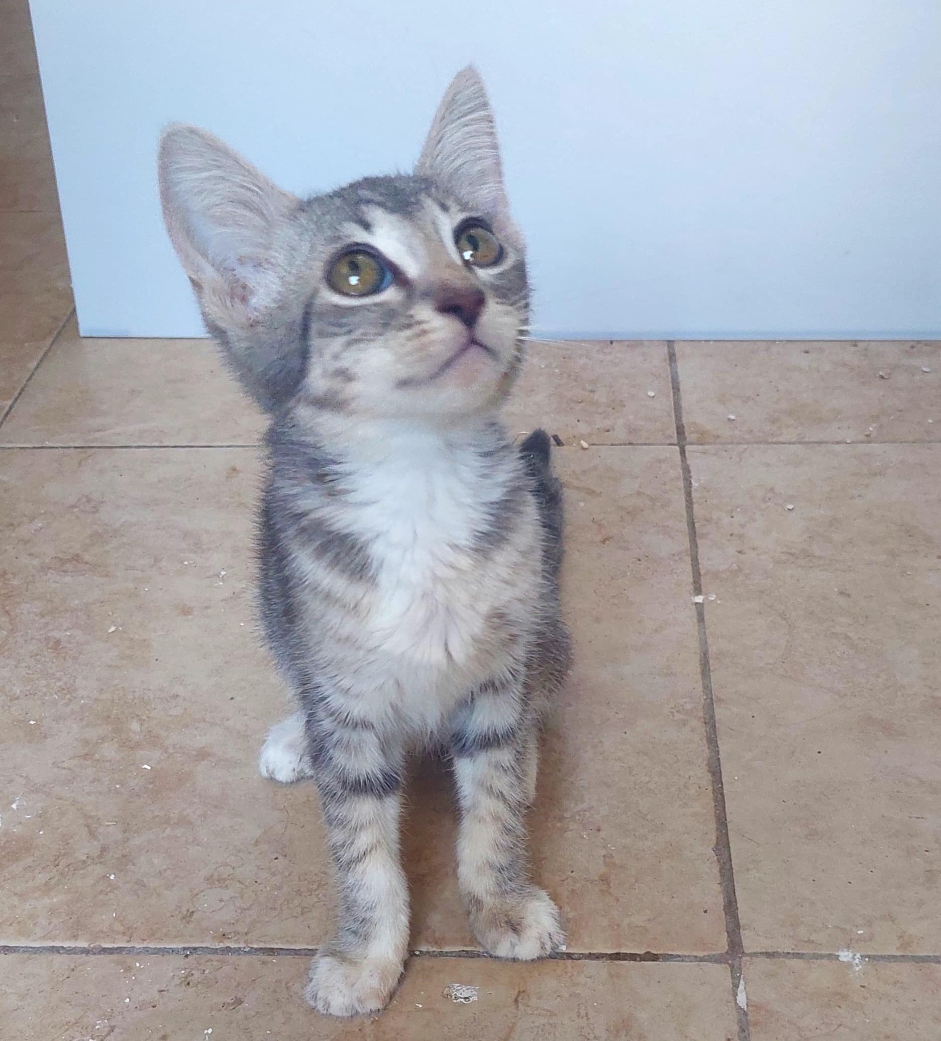 Stella(2), an adoptable American Shorthair in Mexicali, BCN, 21280 | Photo Image 1