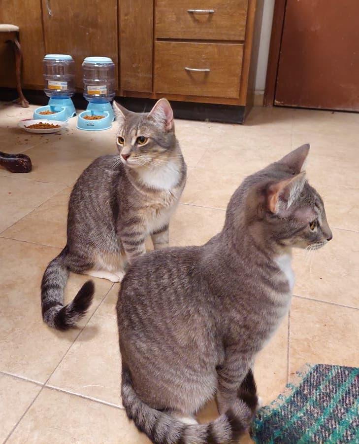 Stella(2) — thumbnail 2