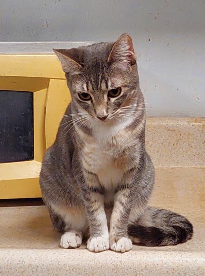 Stella(2) — thumbnail 3