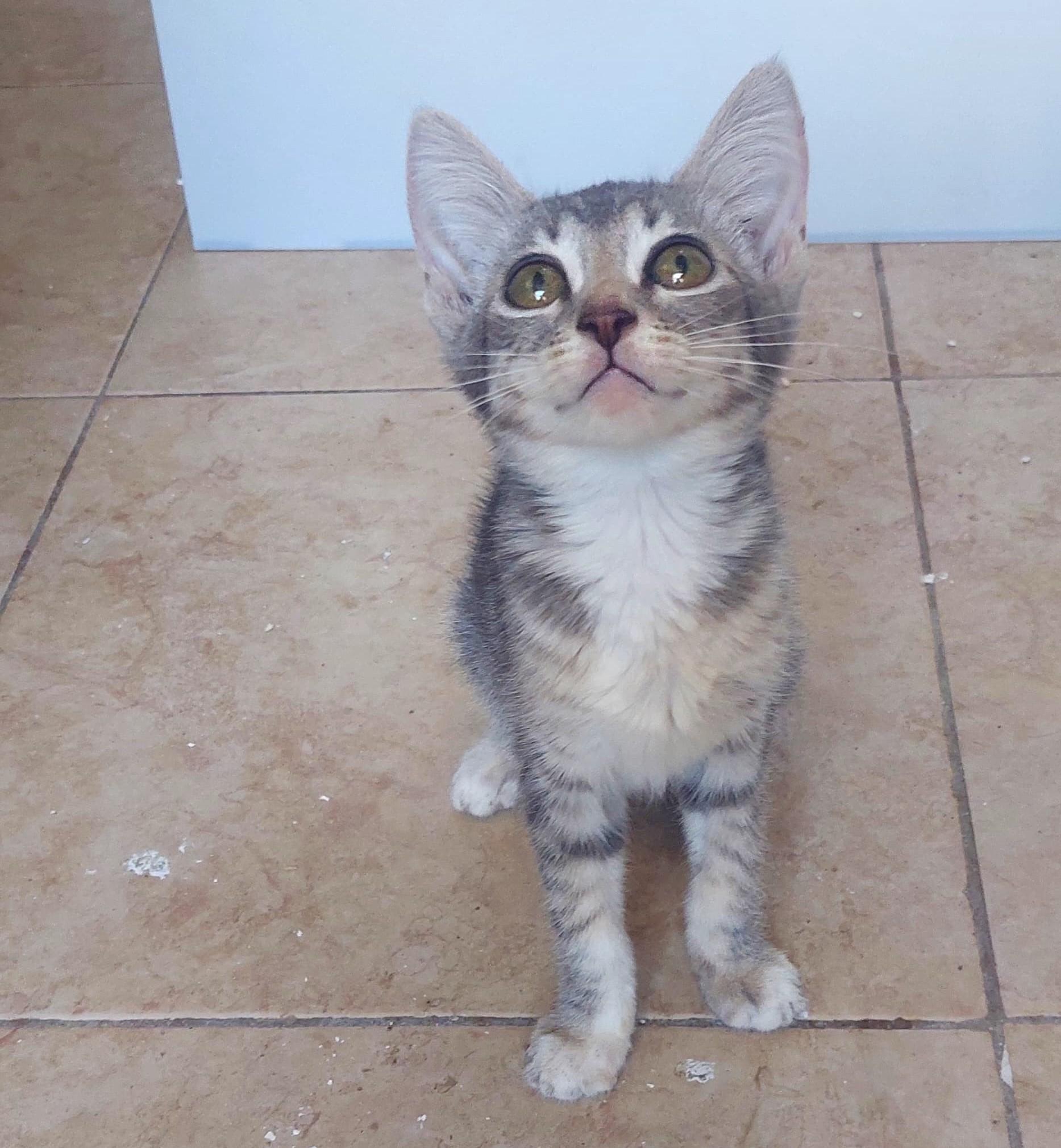 Stella(2), an adoptable American Shorthair in Mexicali, BCN, 21280 | Photo Image 3
