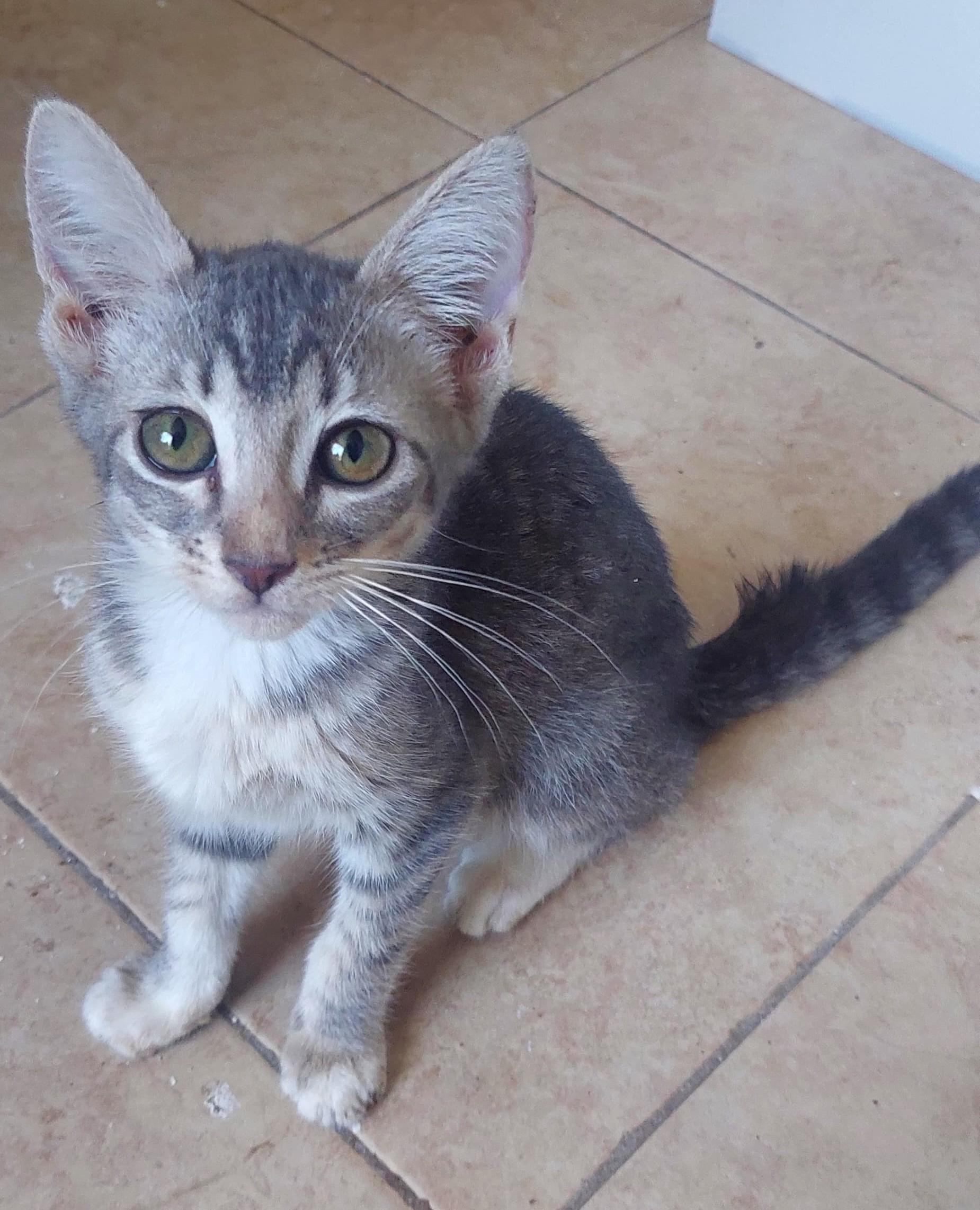 Stella(2), an adoptable American Shorthair in Mexicali, BCN, 21280 | Photo Image 2
