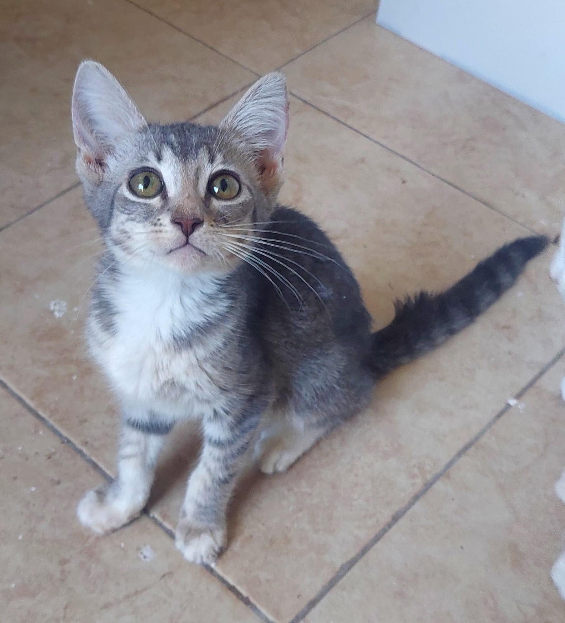 Stella(2), an adoptable American Shorthair in Mexicali, BCN, 21280 | Photo Image 4
