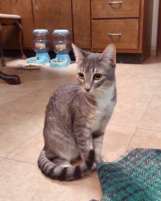 Stella(2) — thumbnail 4